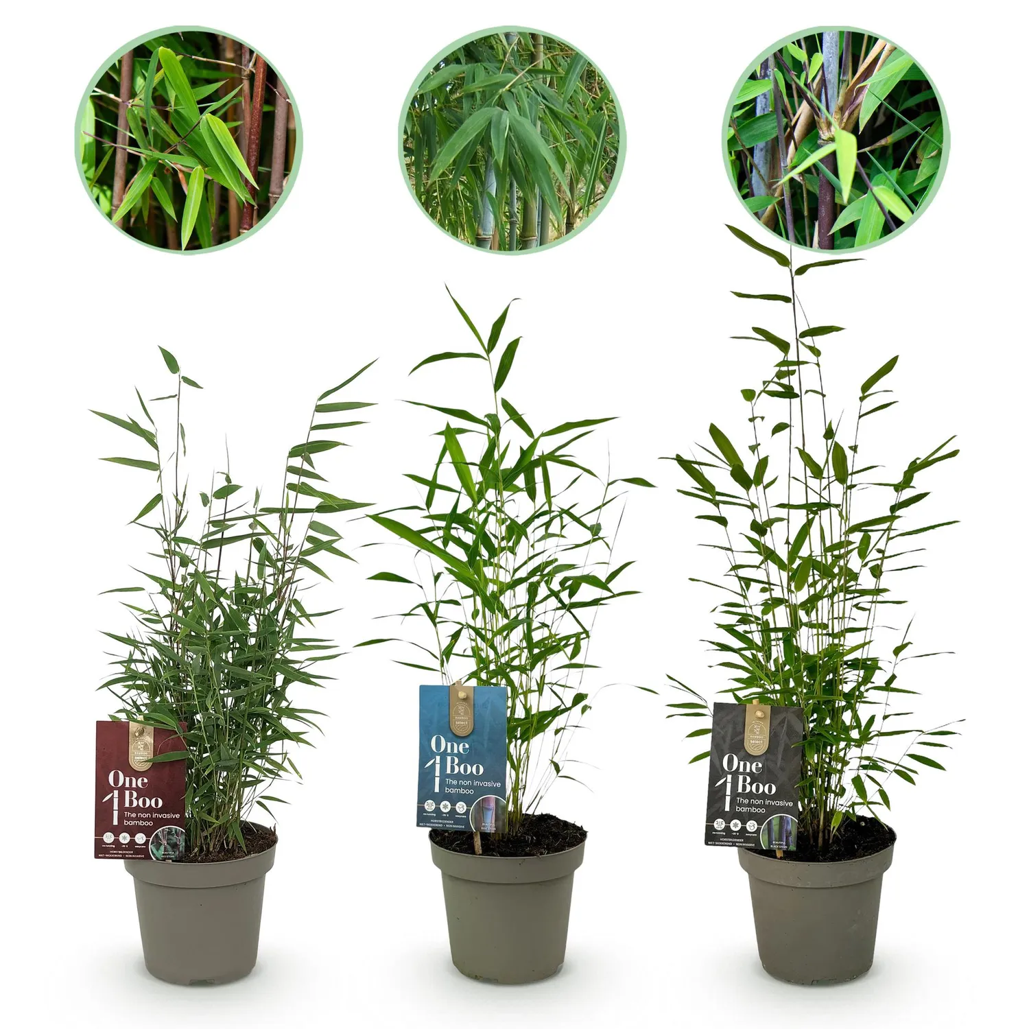PLANT AND STORIES Fargesia Dragon Tricolour bambou lot 3 plants