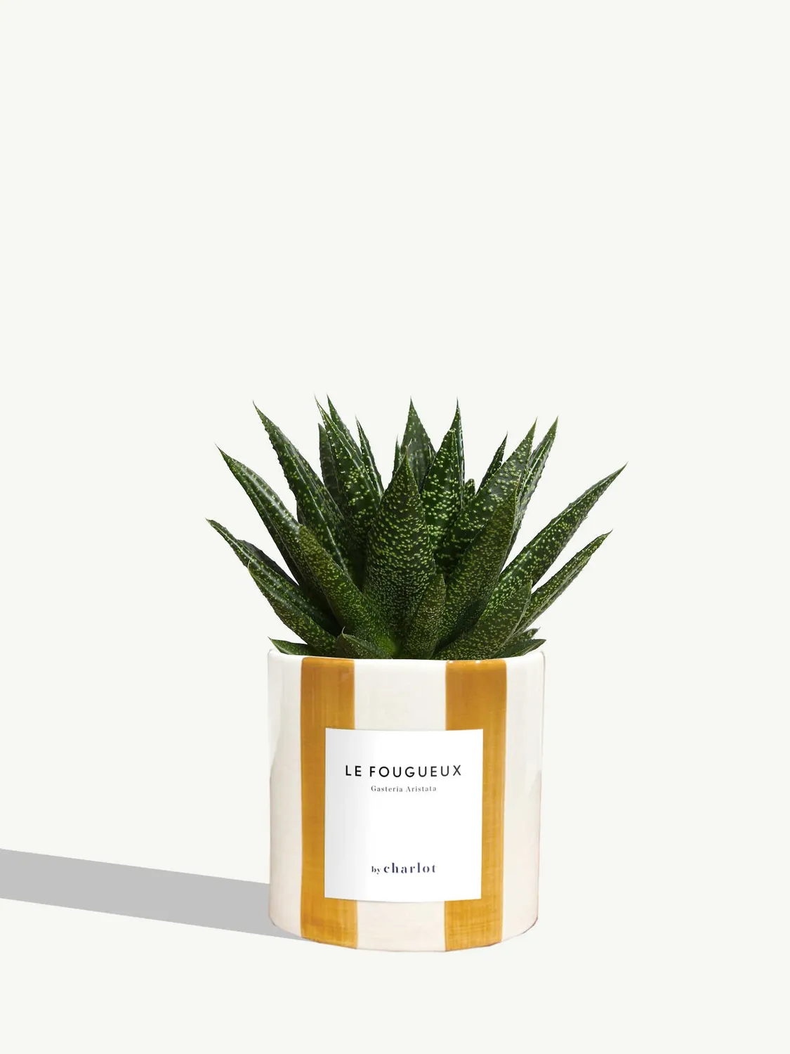 By Charlot Le Fougueux gasteria succulente pot 10 cm
