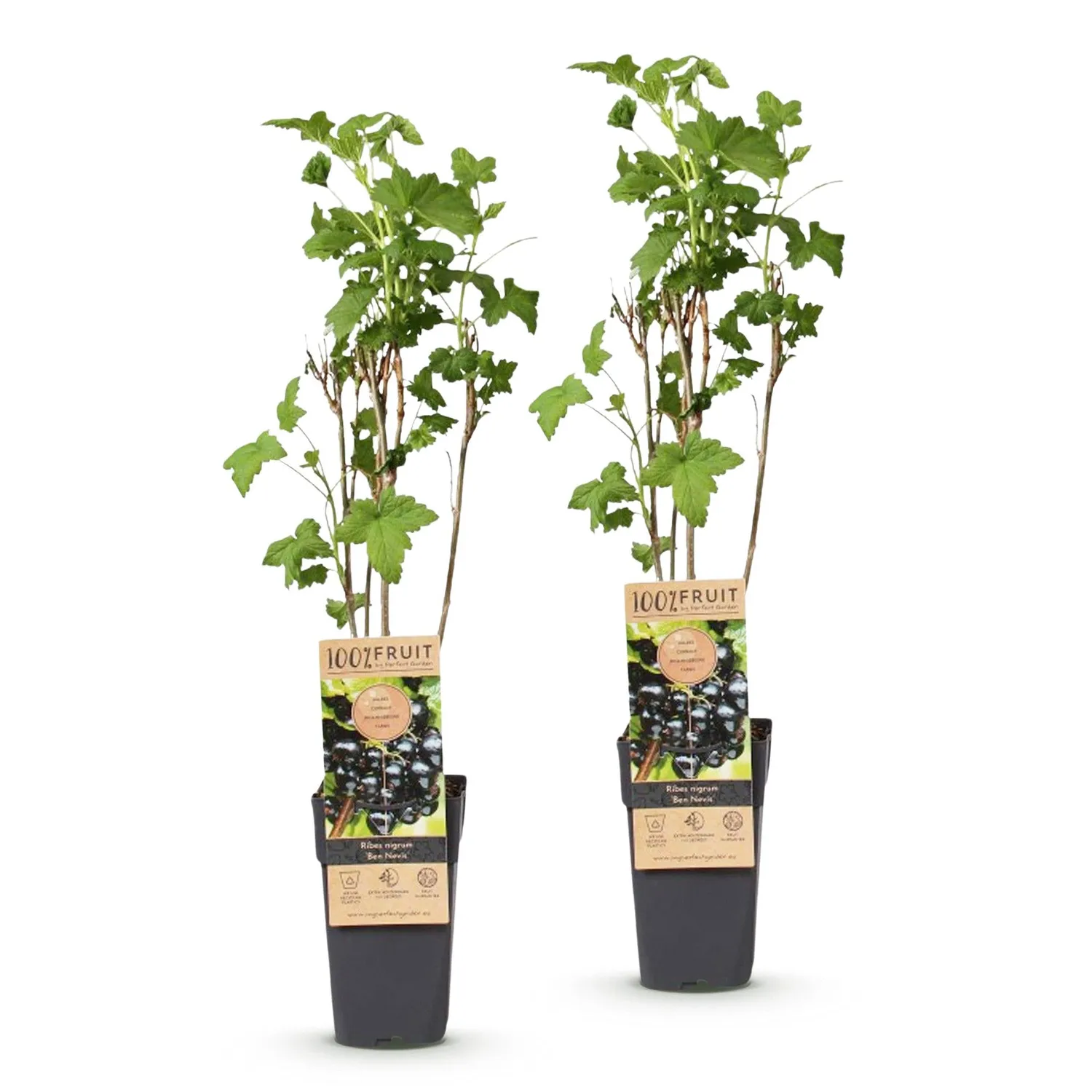 Plant and Stories Ben Nevis cassissier lot de 2 rustique