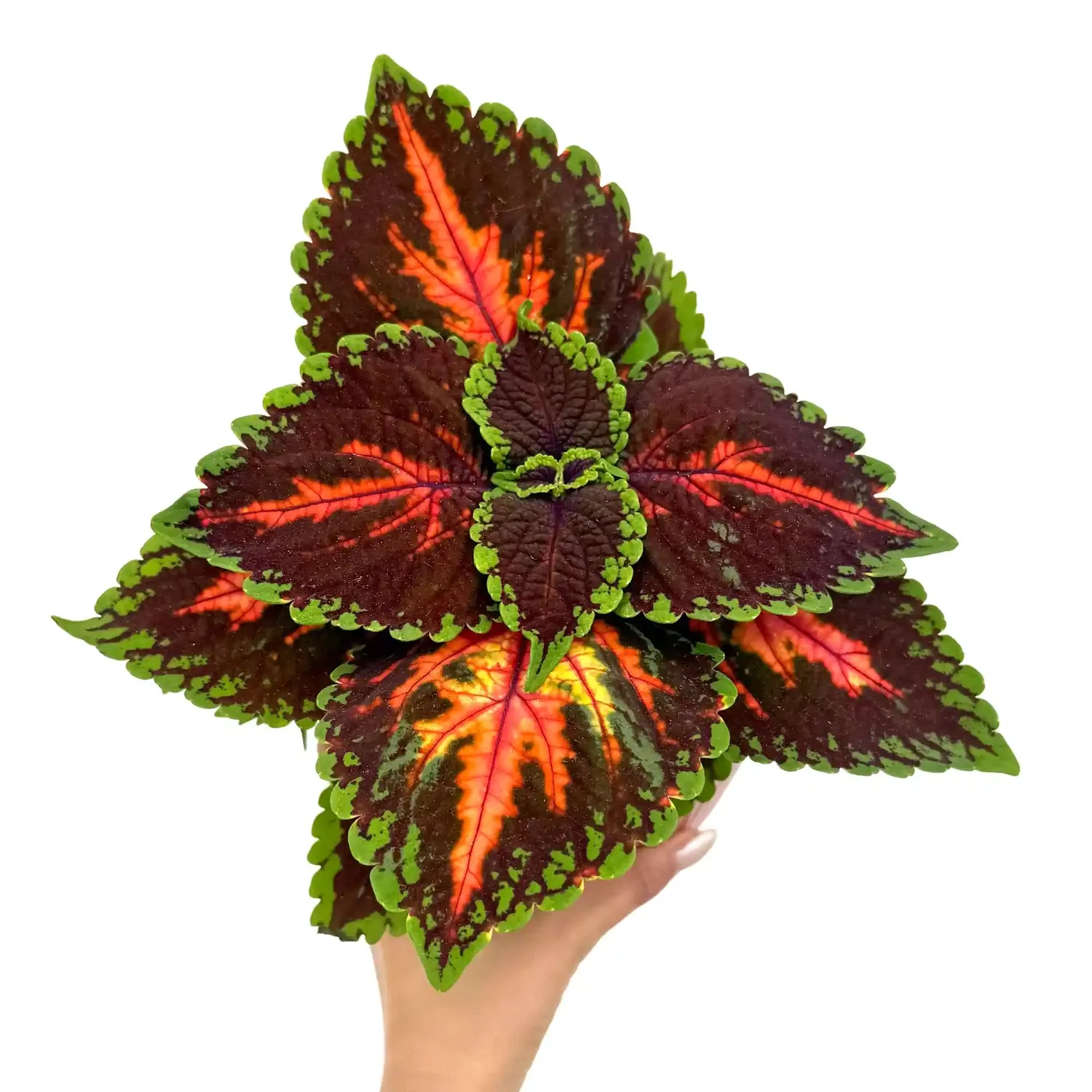 Plant and Stories Coleus Magnificent Mile plante d’intérieur pot 12 cm colorée