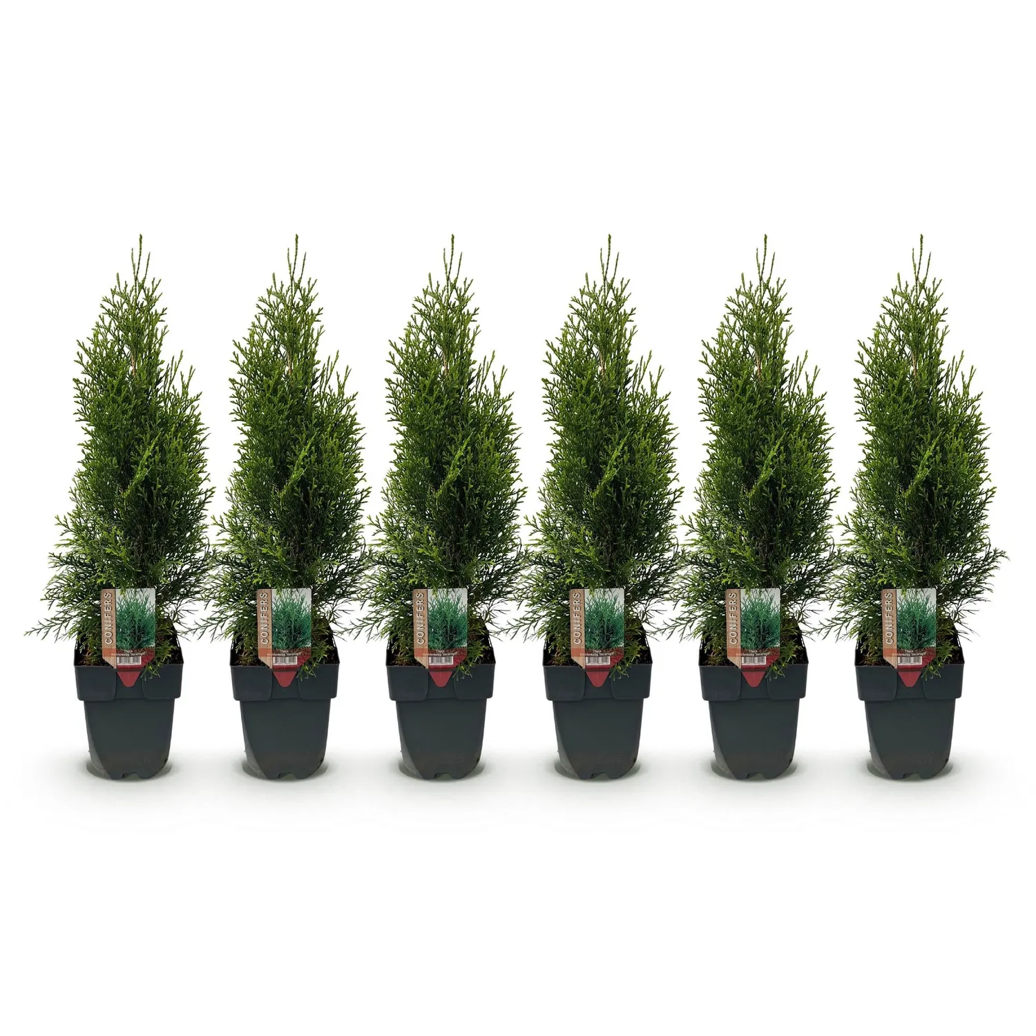 Plant and Stories Smaragd thuya haie lot 6 persistant