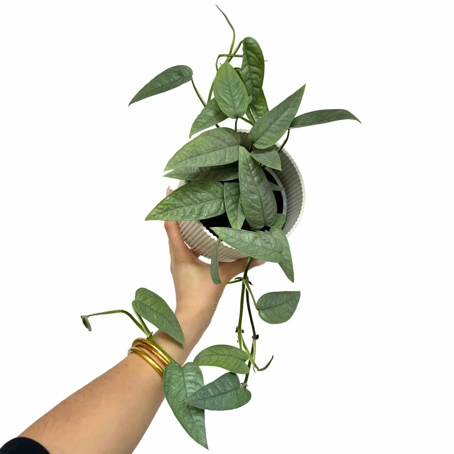Plant and Stories Epipremnum Cebu Blue pothos pot 6 cm argenté