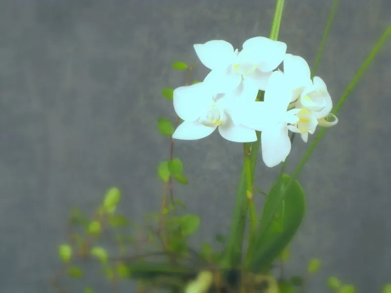 Aquaphyte Piémont des Andes kokedama orchidée duo