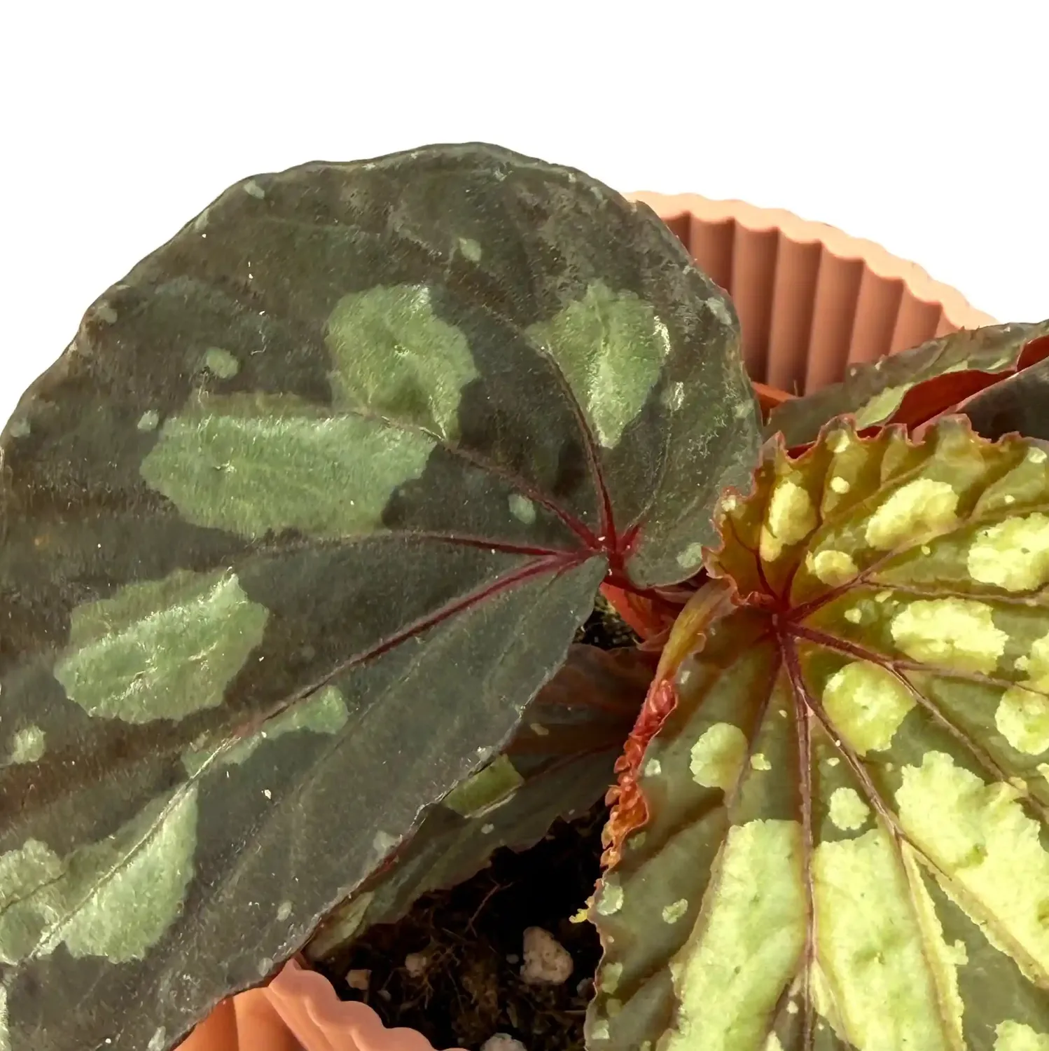 Plant and Stories bégonia Lucifer pot 8 cm fleurs rouge feu