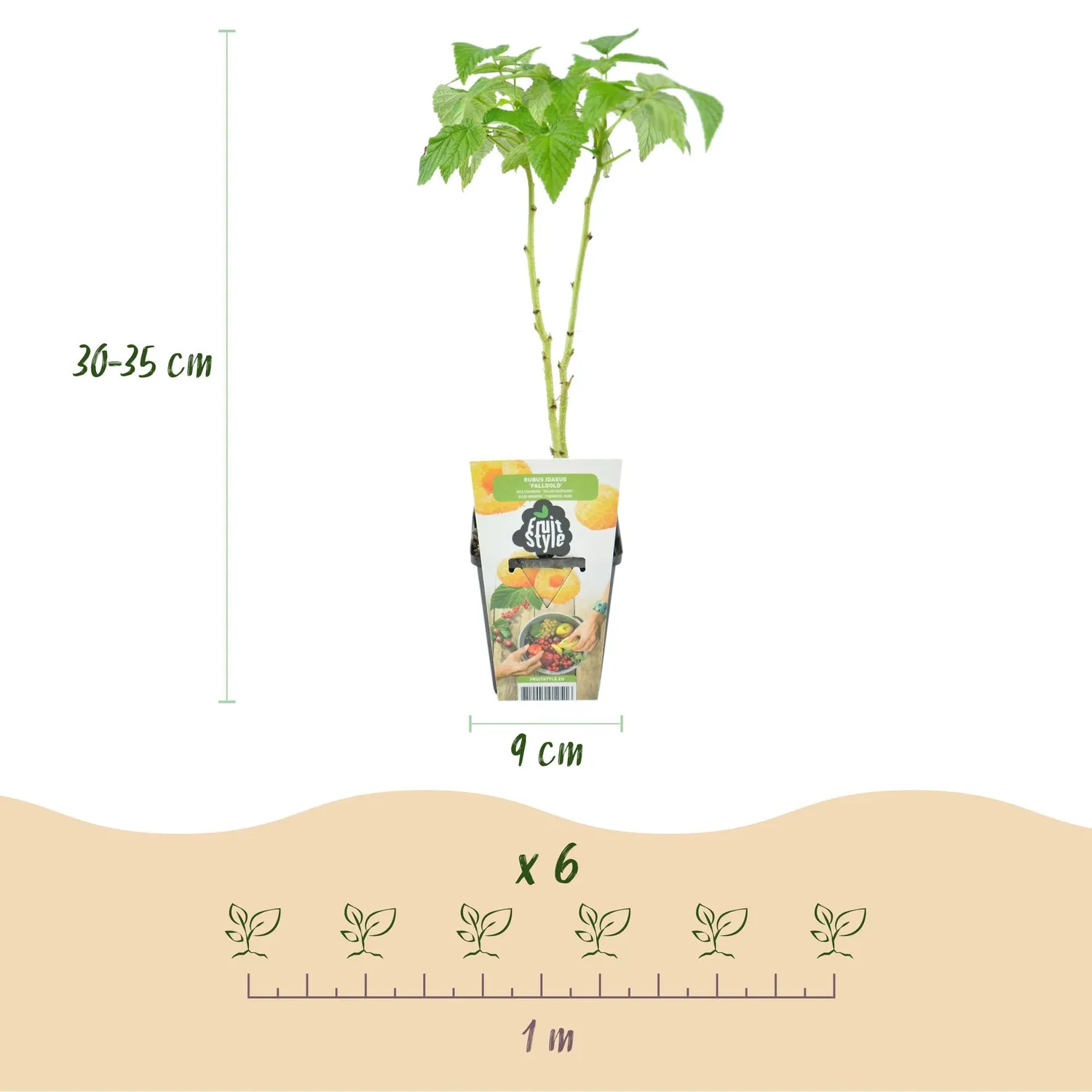 Plant and Stories Fallgold framboisier jaune 3 plants pot 9 cm