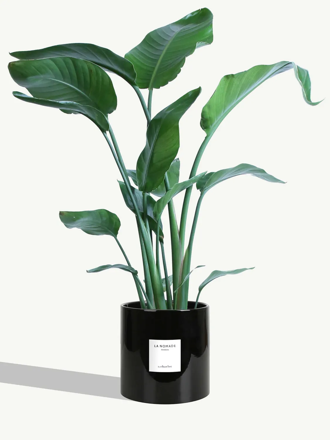 By Charlot La Nomade strelitzia grande plante 100 cm