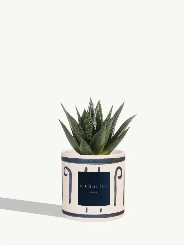 By Charlot Le Fougueux plante céramique INI bleue
