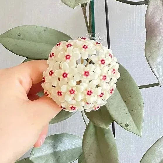 Plant and Stories hoya Carnosa Wilbur Graves Silver plante 8cm