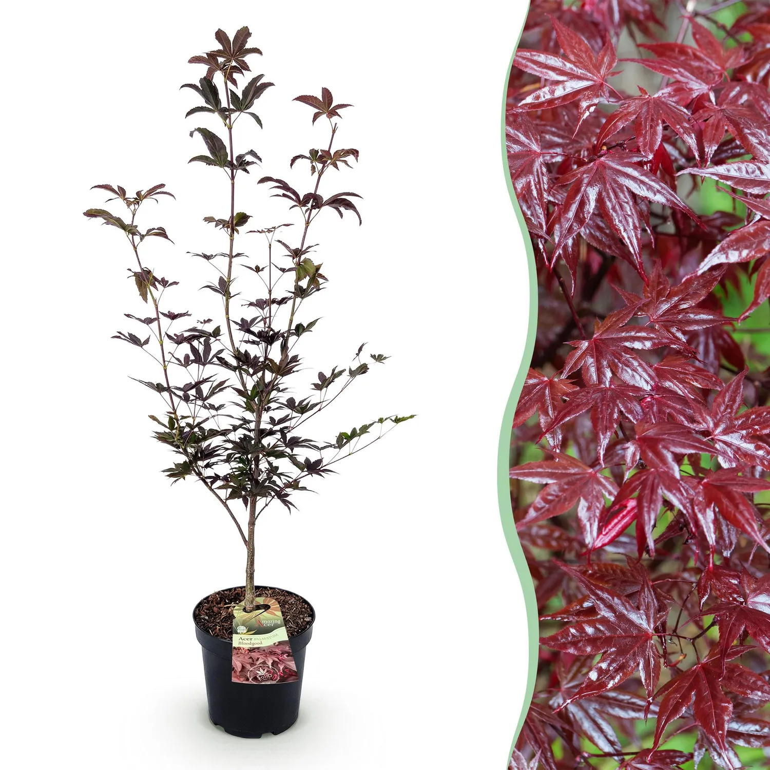 Plant and Stories Bloodgood érable du Japon arbuste pot 26cm pourpre