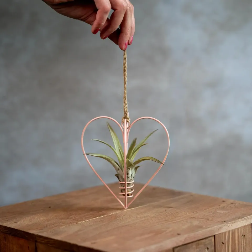Airplantshop Cœur métal rose suspension avec tillandsia