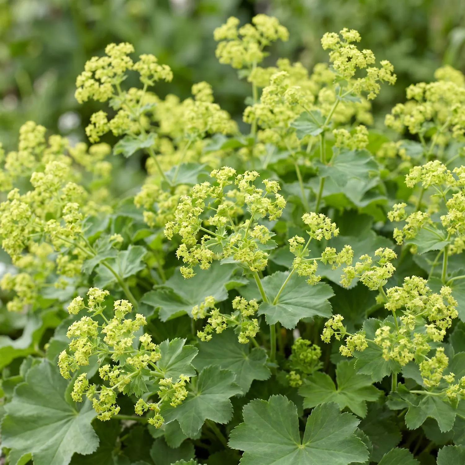 Plant and Stories alchémille Alchemilla mollis pot 11 cm vivace ombre