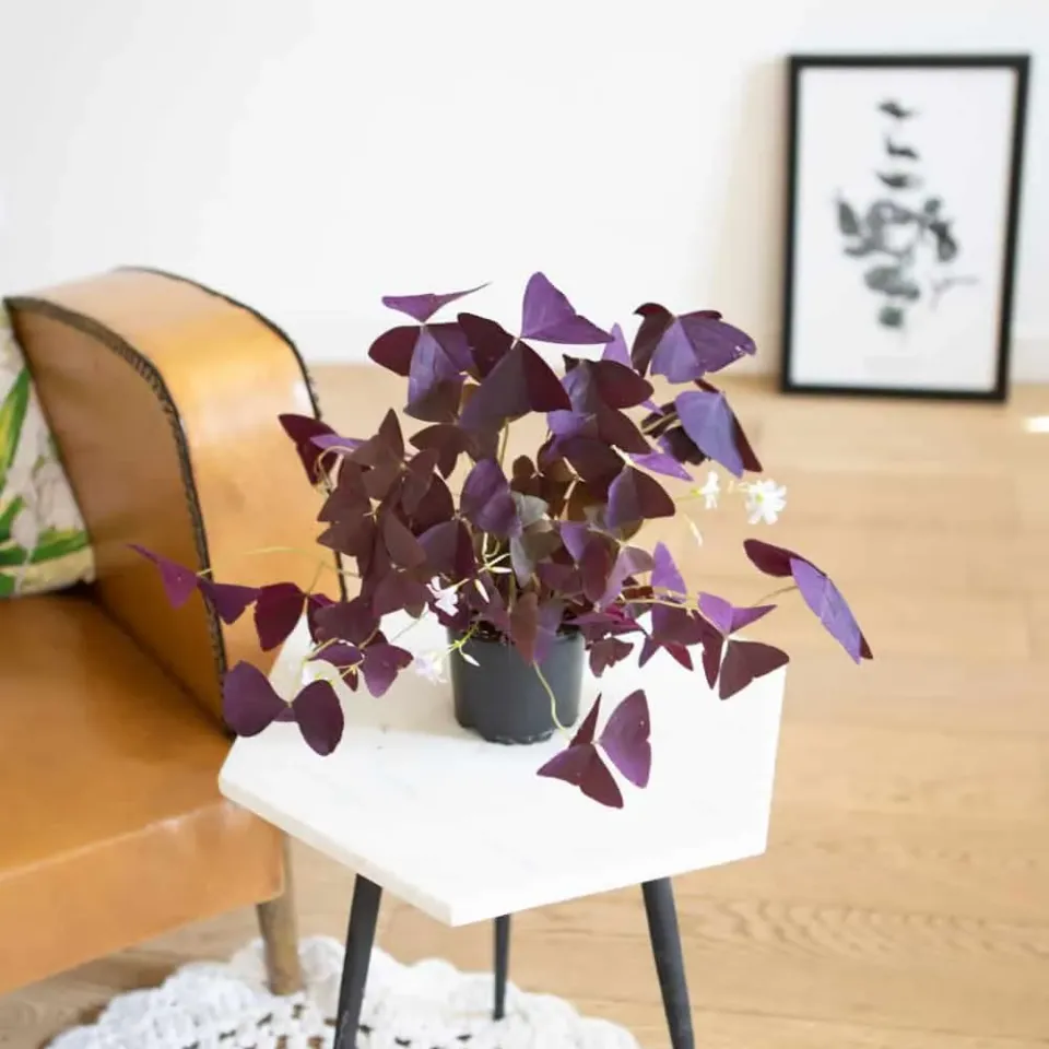 Réconciliation Végétale Hugo oxalis triangularis plante pourpre D11