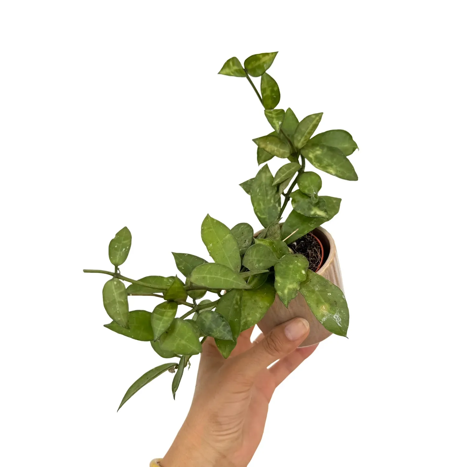 Plant and Stories Hoya lacunosa Amarillo plante pot 6cm parfumée