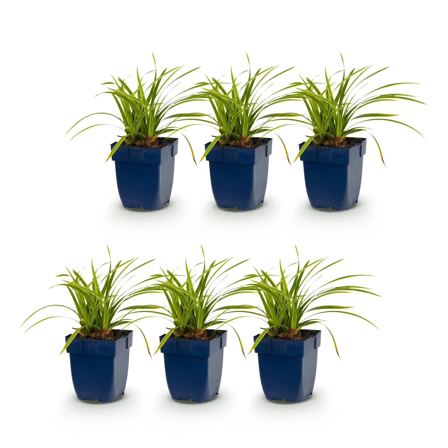 Plant and Stories Carex Ice Dance pot 11 cm 1 plant
