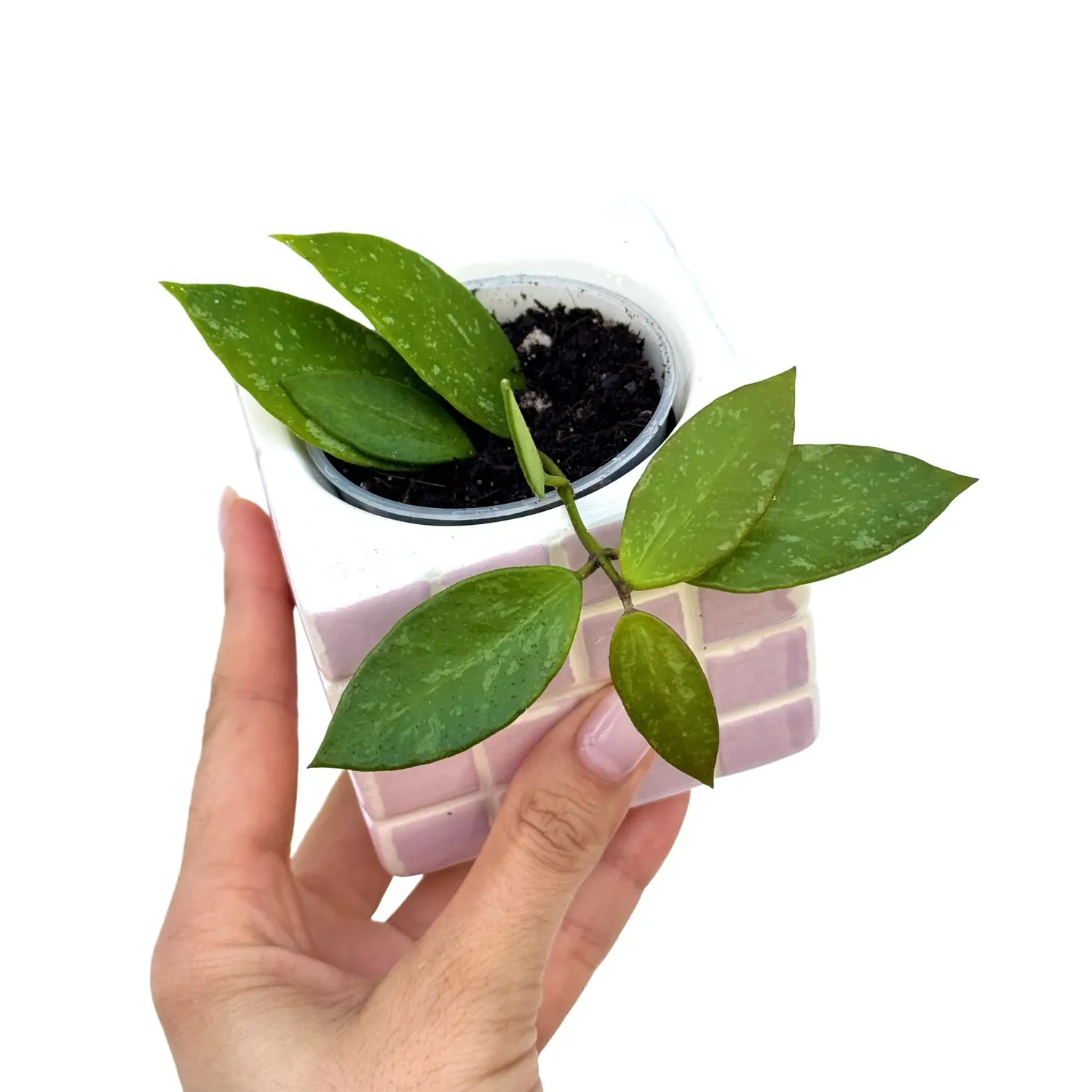 Plant and Stories Hoya Memoria plante grimpante pot 6 cm