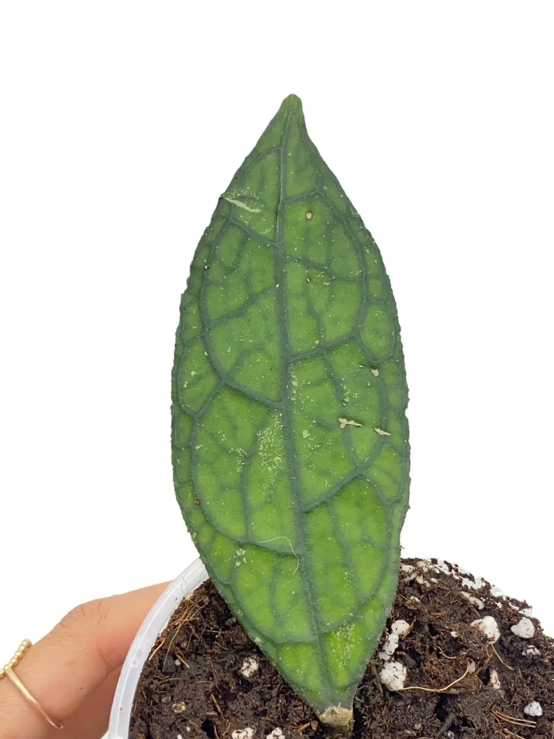 Plant and Stories Hoya Clemensiorum plante pot 6cm velouté