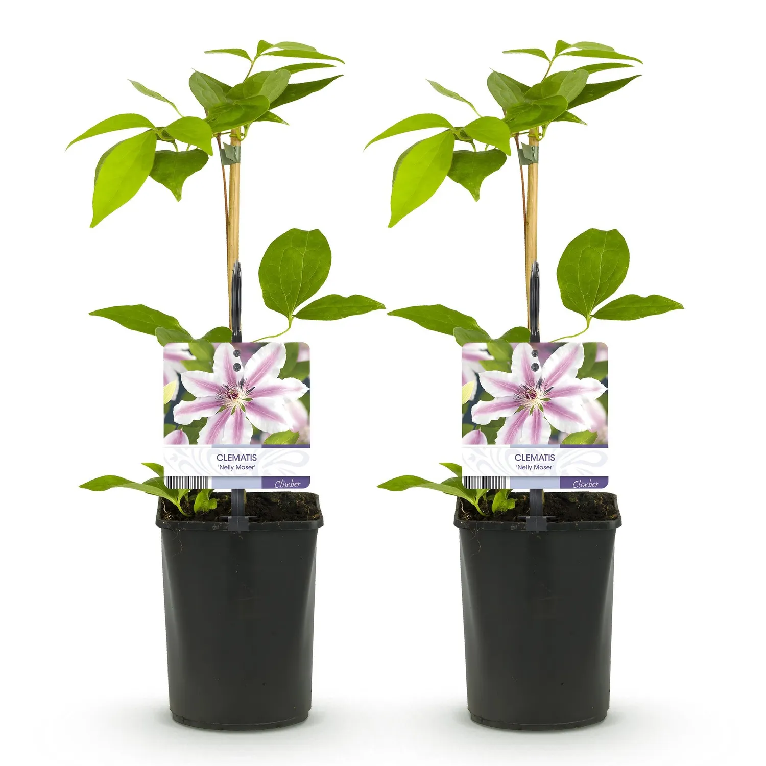 Plant and Stories Nelly Moser clématite rose lot de 2