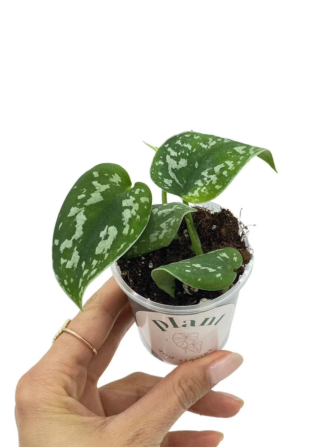 Plant and Stories Scindapsus Pictus Argyraeus pothos argenté retombant