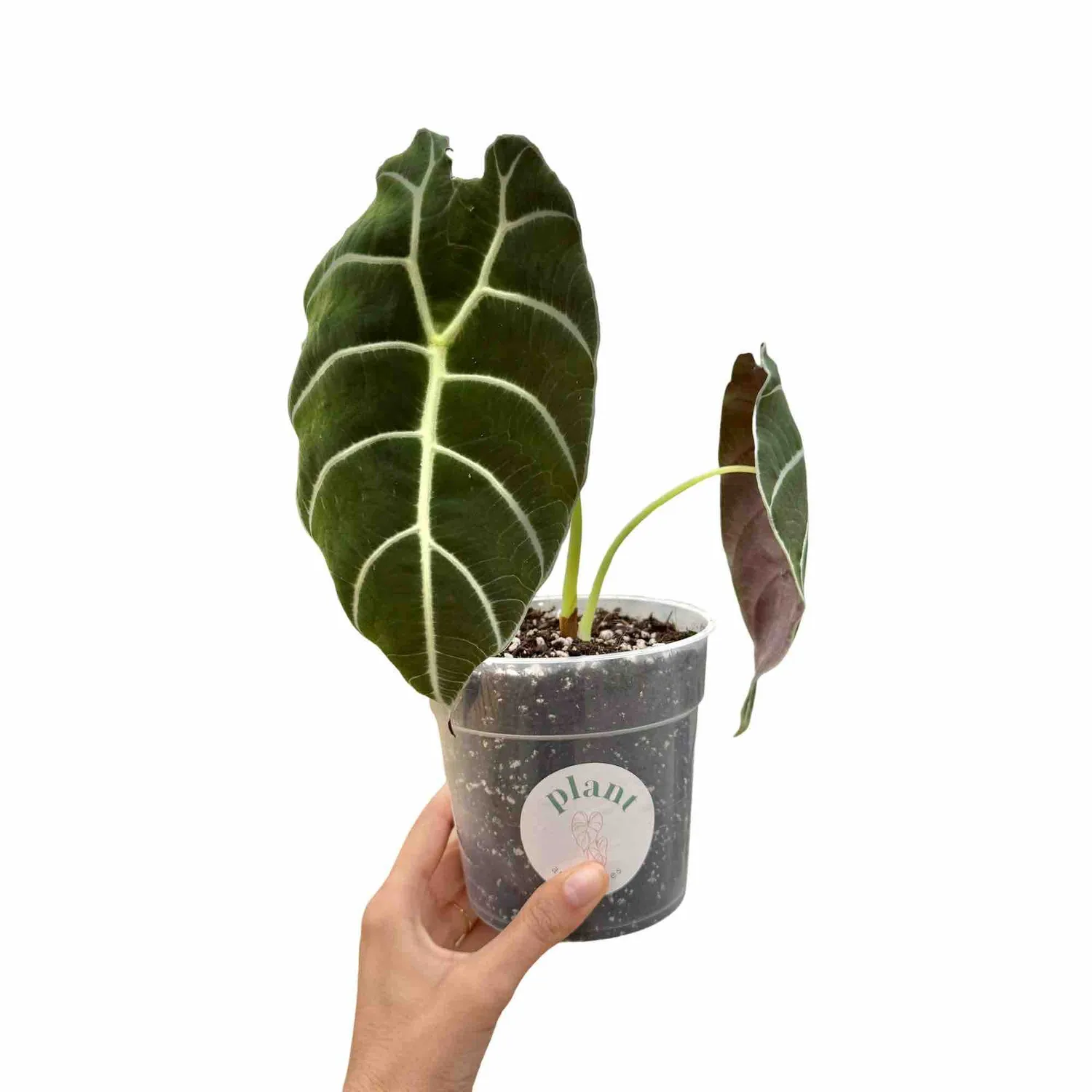 Plant and Stories Watsoniana alocasia vert foncé pot 12 cm