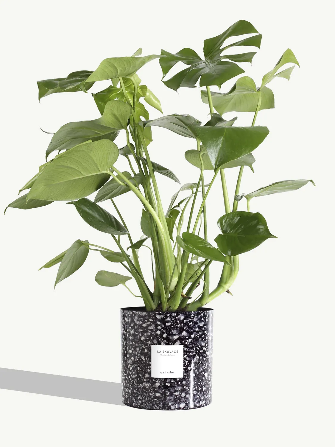 By Charlot La Sauvage plante monstera 77 cm pot 18 cm