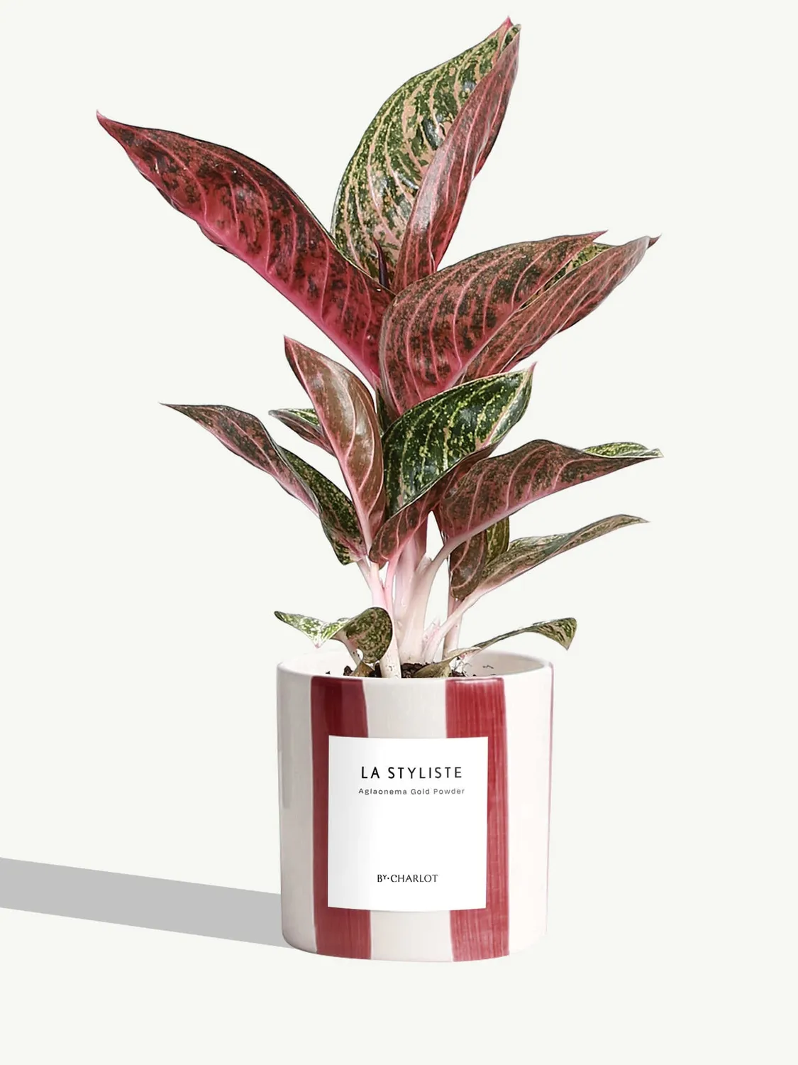 By Charlot La Styliste plante verte facile d'entretien