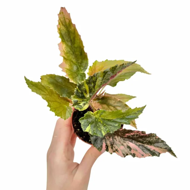 Plant and Stories Ginny Galaxy begonia plante d'intérieur pot 7 cm