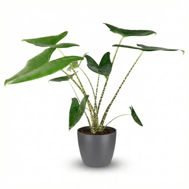 Plant and Stories Zebrina alocasia plante 75 cm sans cache-pot