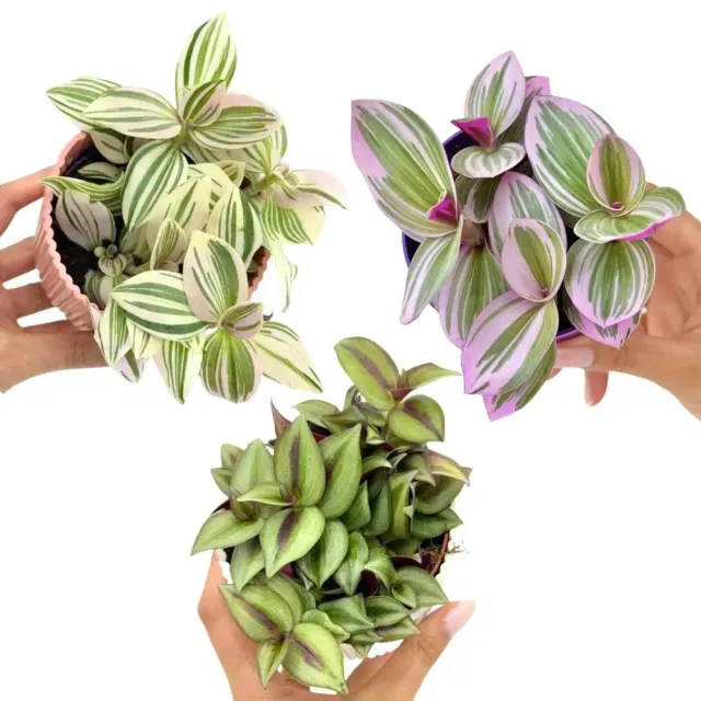 Plant and Stories Tradescantia Nanouk Unicorn Zebrina plante lot 3 pots 8 cm