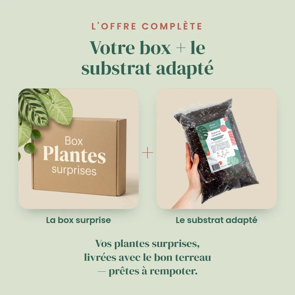 PLANT AND STORIES Box Plantes mystères 3 plantes intérieur