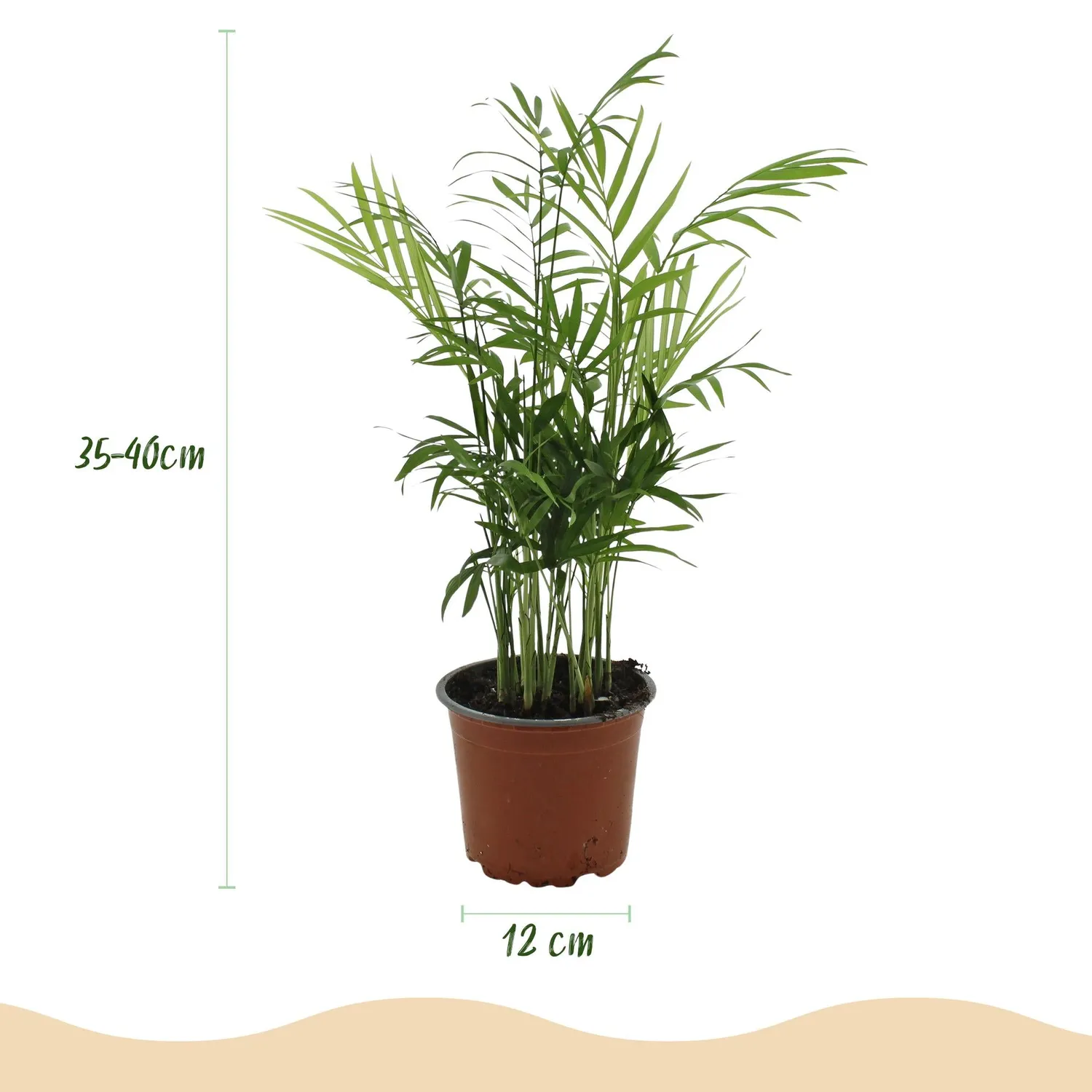 Plant and Stories Chamaedorea elegans palmier lot 2 pots 12 cm 35 cm