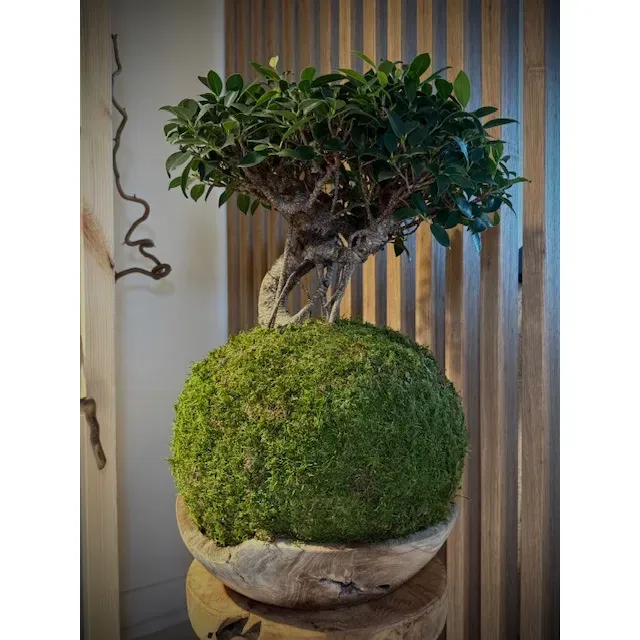 Oh My Green Ficus Retusa mousse kokedama taille XXL bonsaï