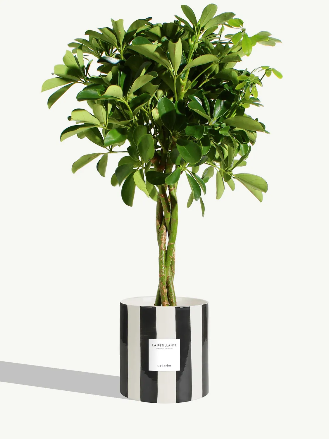 By Charlot La Pétillante schefflera plante pot 18 cm