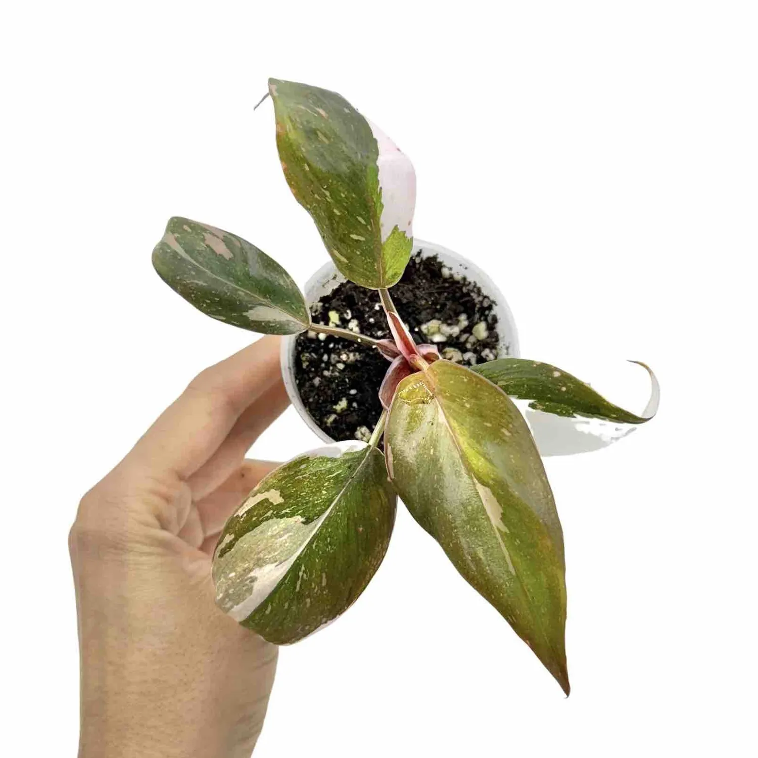 Plant and Stories Philodendron Red Anderson plante pot 6 cm rouge
