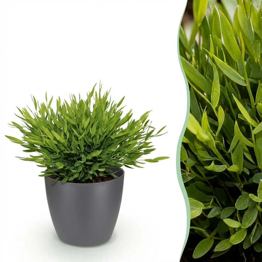 Plant and Stories Bamusa Monica bambou pot 12cm pet-friendly