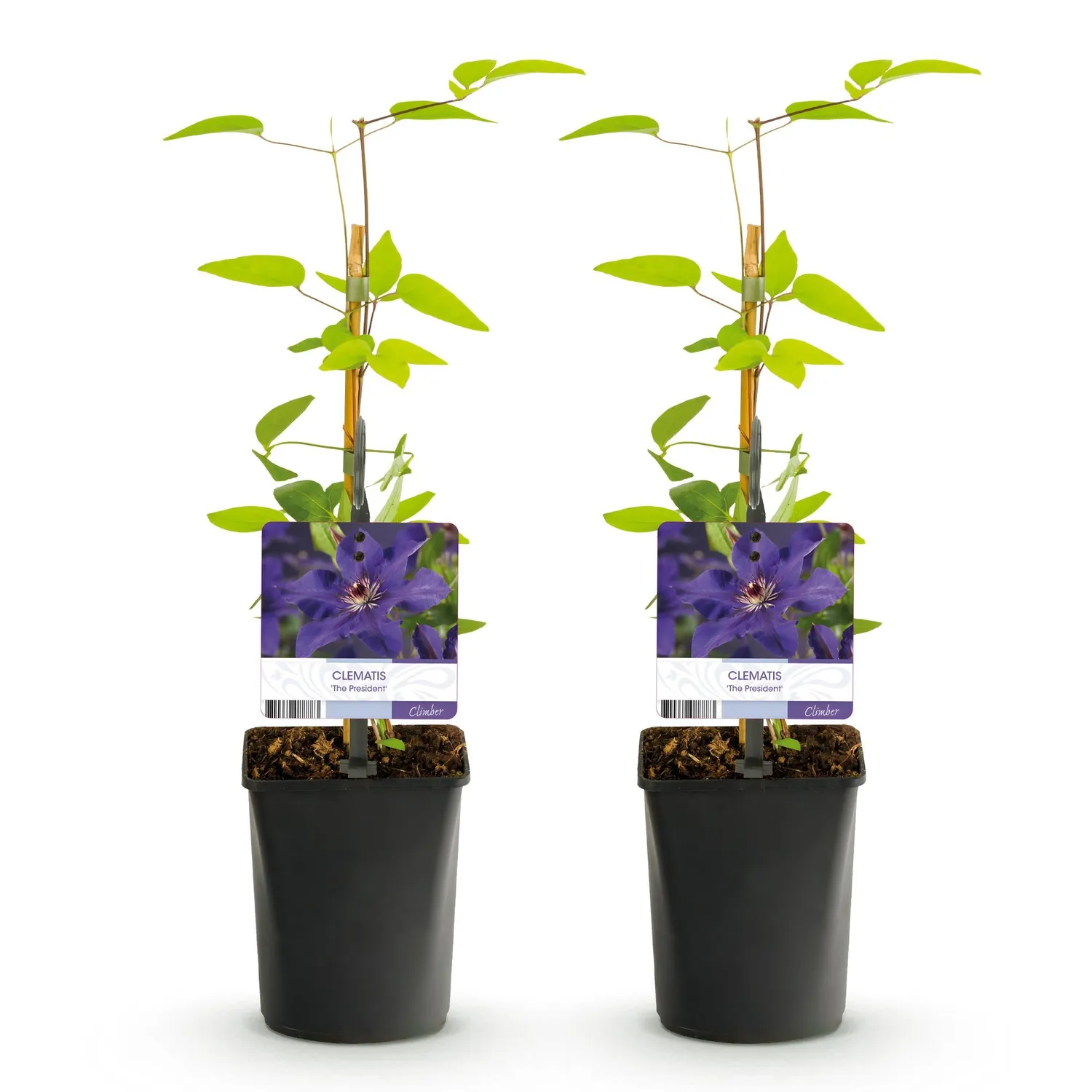 Plant and Stories Clématite The President grimpante violette 2pl