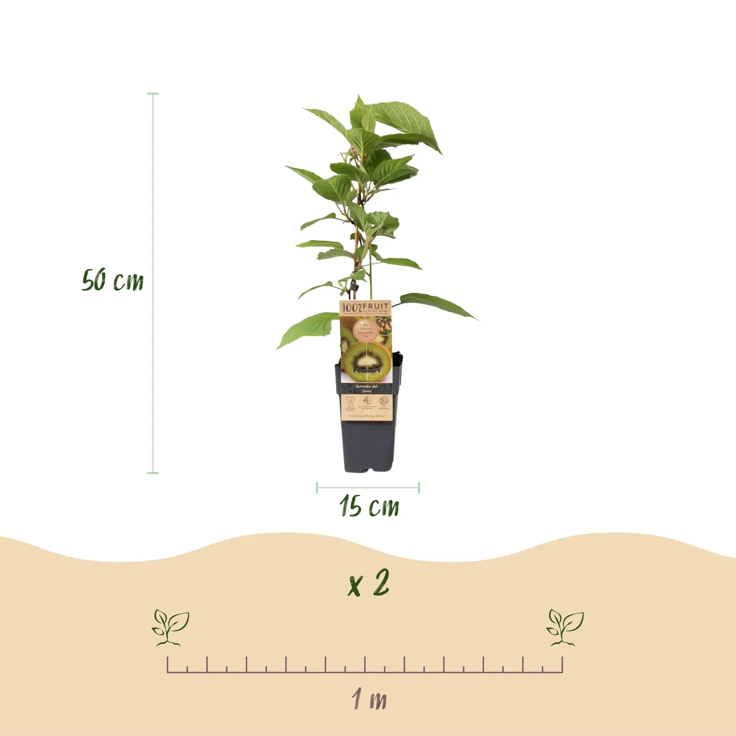 Plant and Stories Jenny kiwi fruitier grimpant 2 plants pot 15 cm