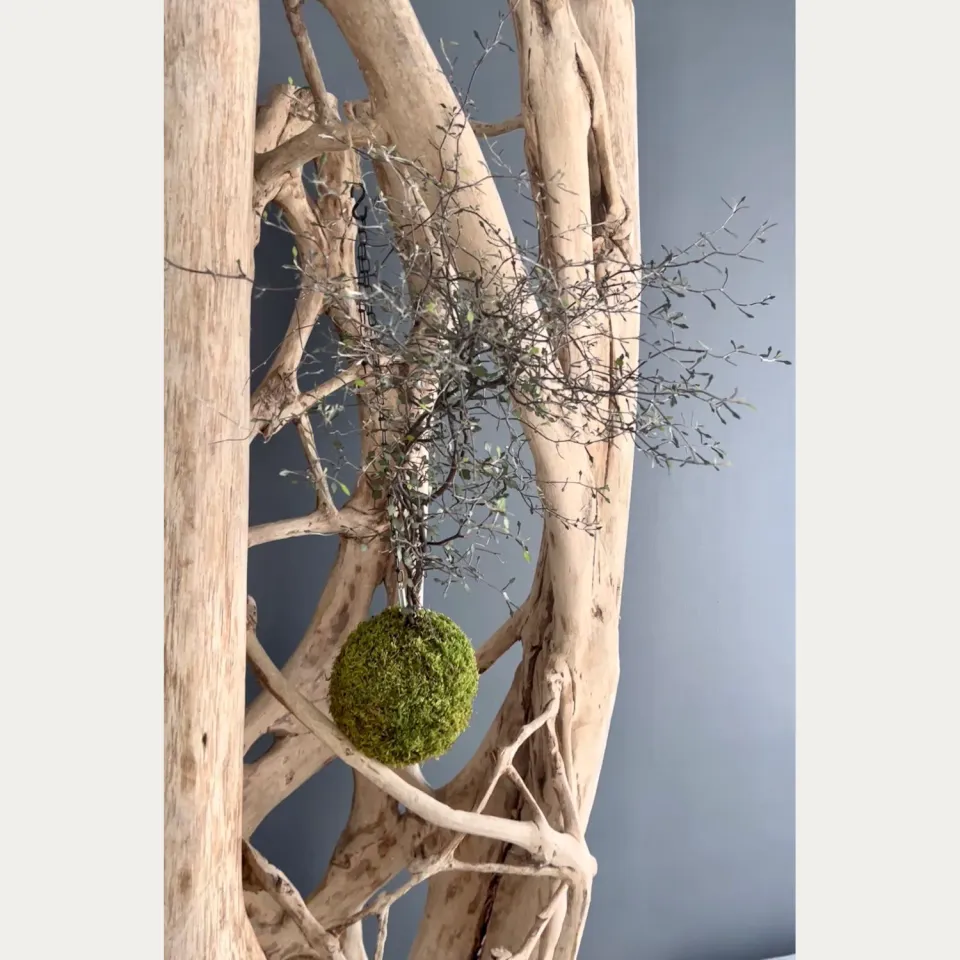 Oh My Green Corokia suspendu kokedama S soleil doux