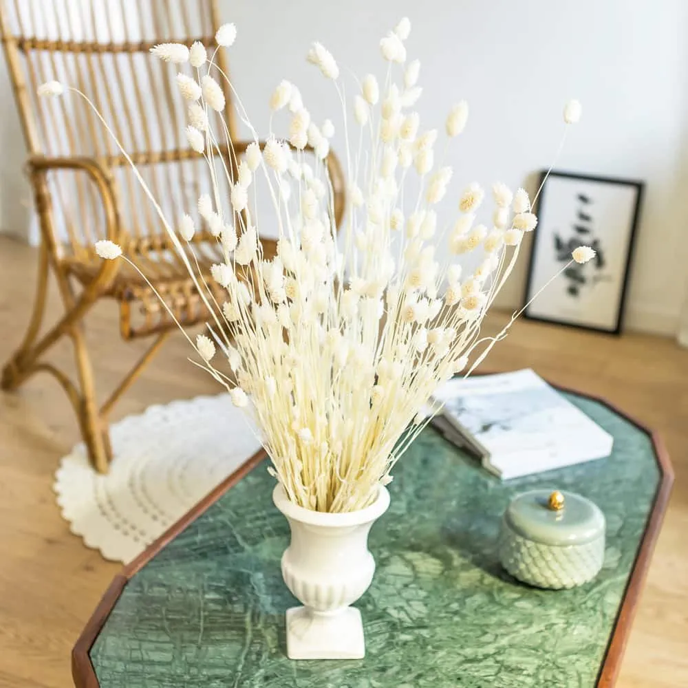 Réconciliation Végétale Phalaris bouquet séché blanc 150g