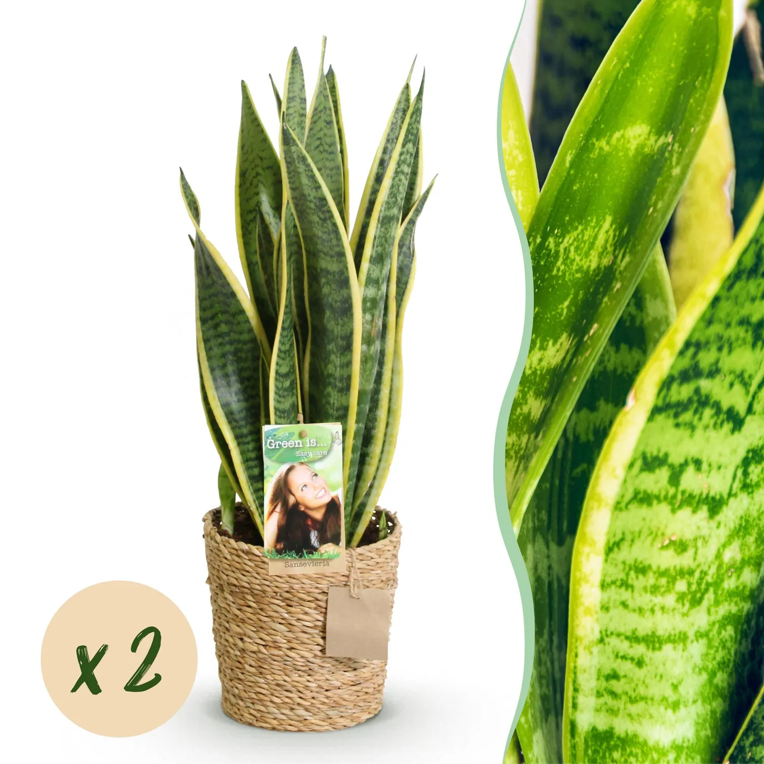 Plant and Stories Sansevieria Laurentii lot 2 pot 17cm