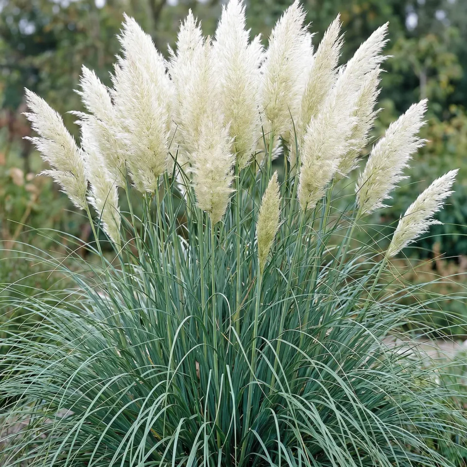 Plant and Stories Pumila herbe de la pampa naine 1 plant