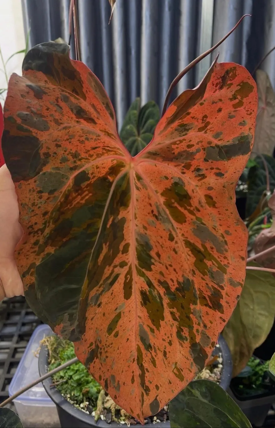 plant.ess Kobe Bifu Stardust Clone anthurium 2 feuilles mint