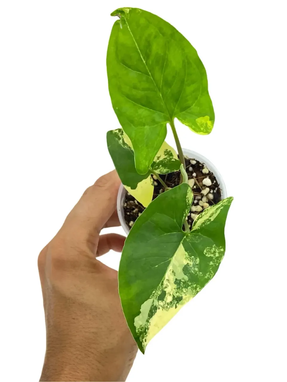 Plant and Stories Aurea syngonium plante intérieur pot 9cm