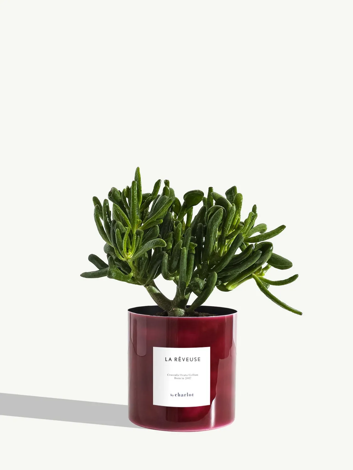 By Charlot La Rêveuse plante d'intérieur standard