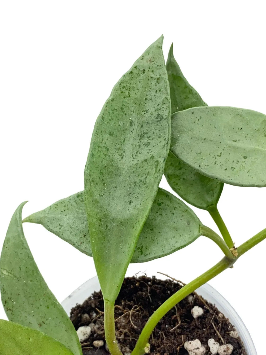 PLANT AND STORIES Hoya Lacunosa Mint plante intérieur pot 9 cm parfumée