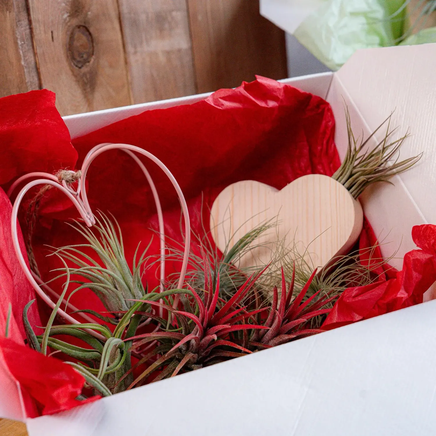 Airplantshop Love Box coffret cadeau 8 plantes aériennes