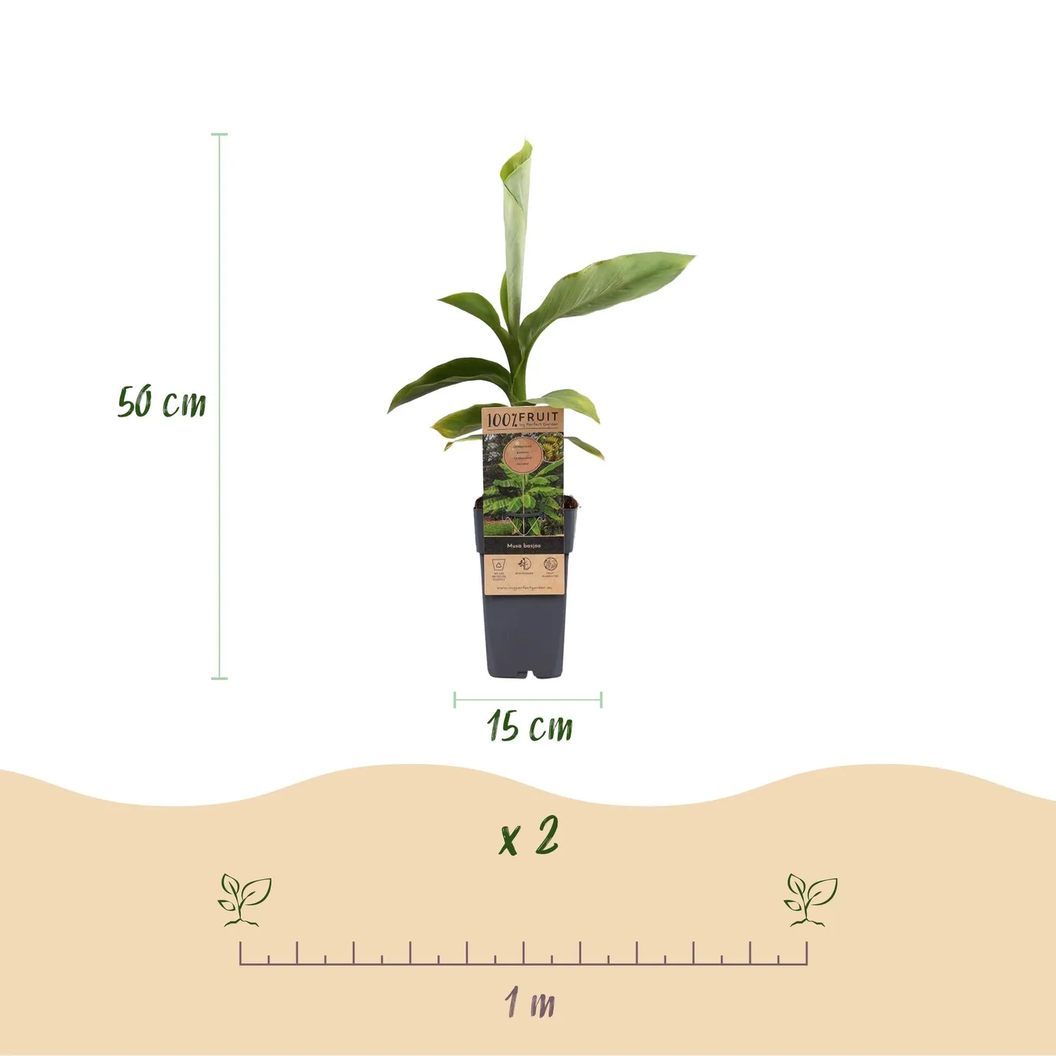Plant and Stories Musa basjoo bananier rustique lot 2 vert