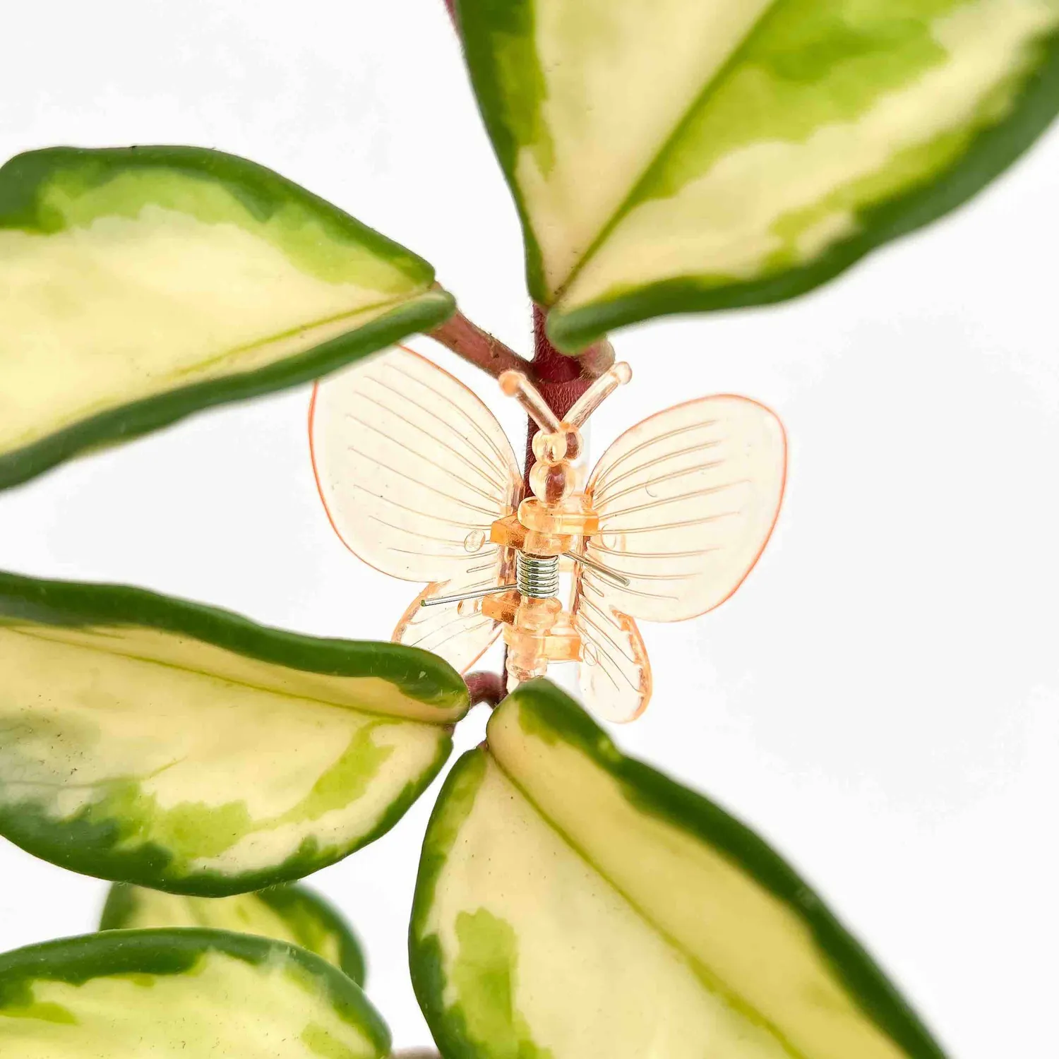 Plant and Stories pinces papillon plantes vert citron x10