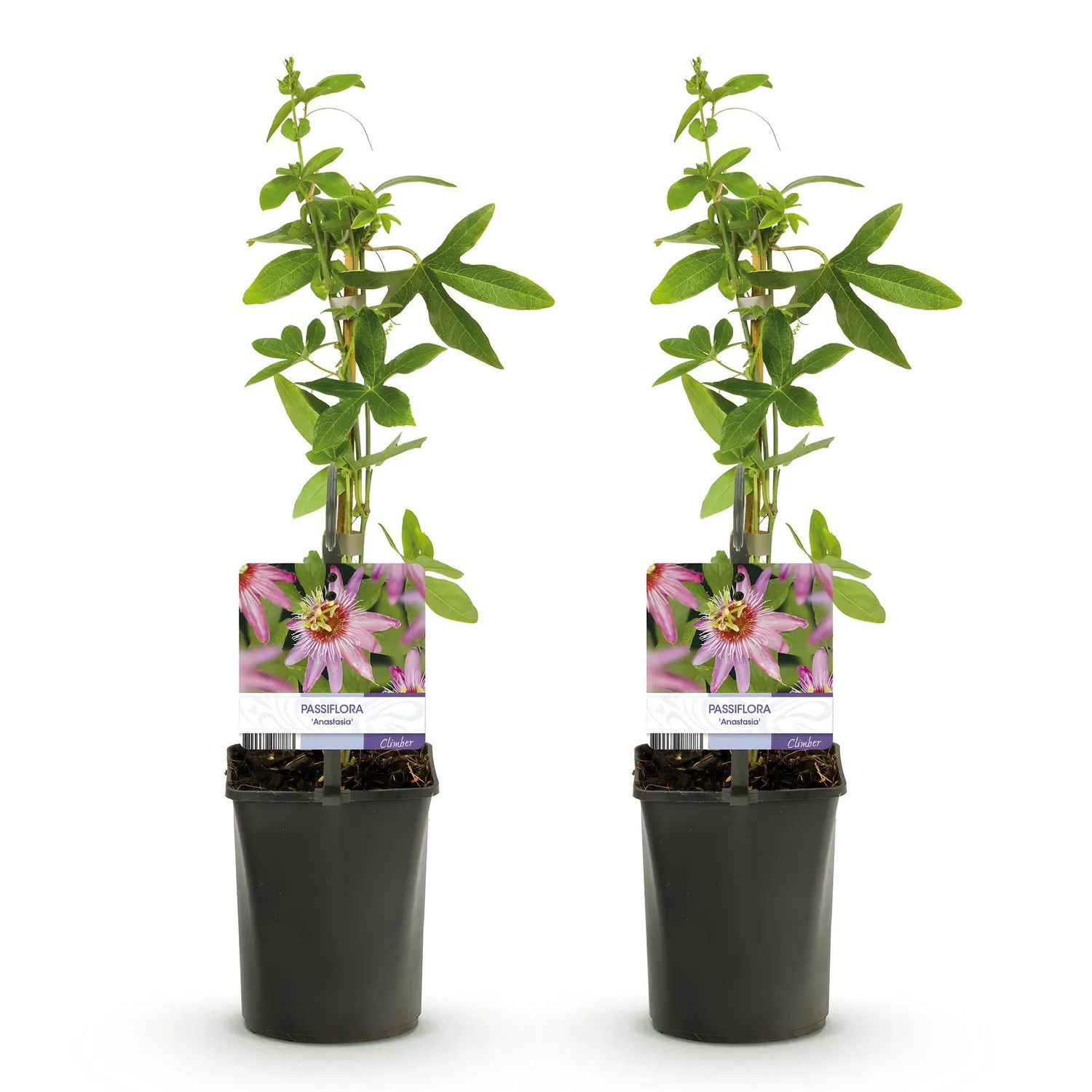 Plant and Stories Passiflore Anastasia grimpante lot 2 rose