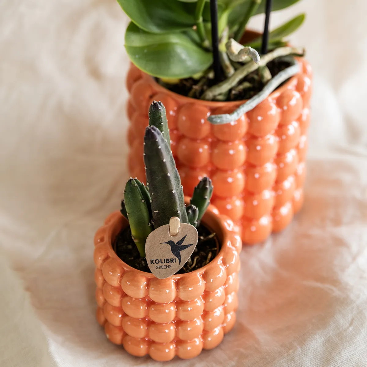 Plant and Stories Poppy cache-pot céramique 6 cm blanc