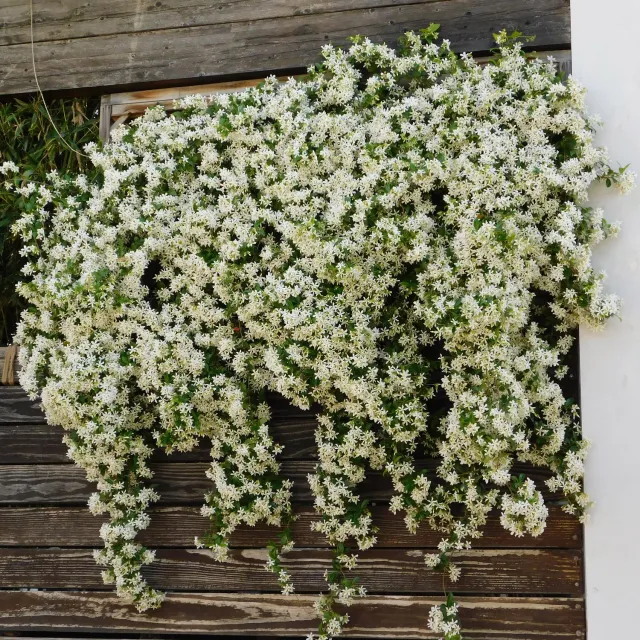 Plant and Stories Jasmin étoilé grimpante lot de 2 parfumée